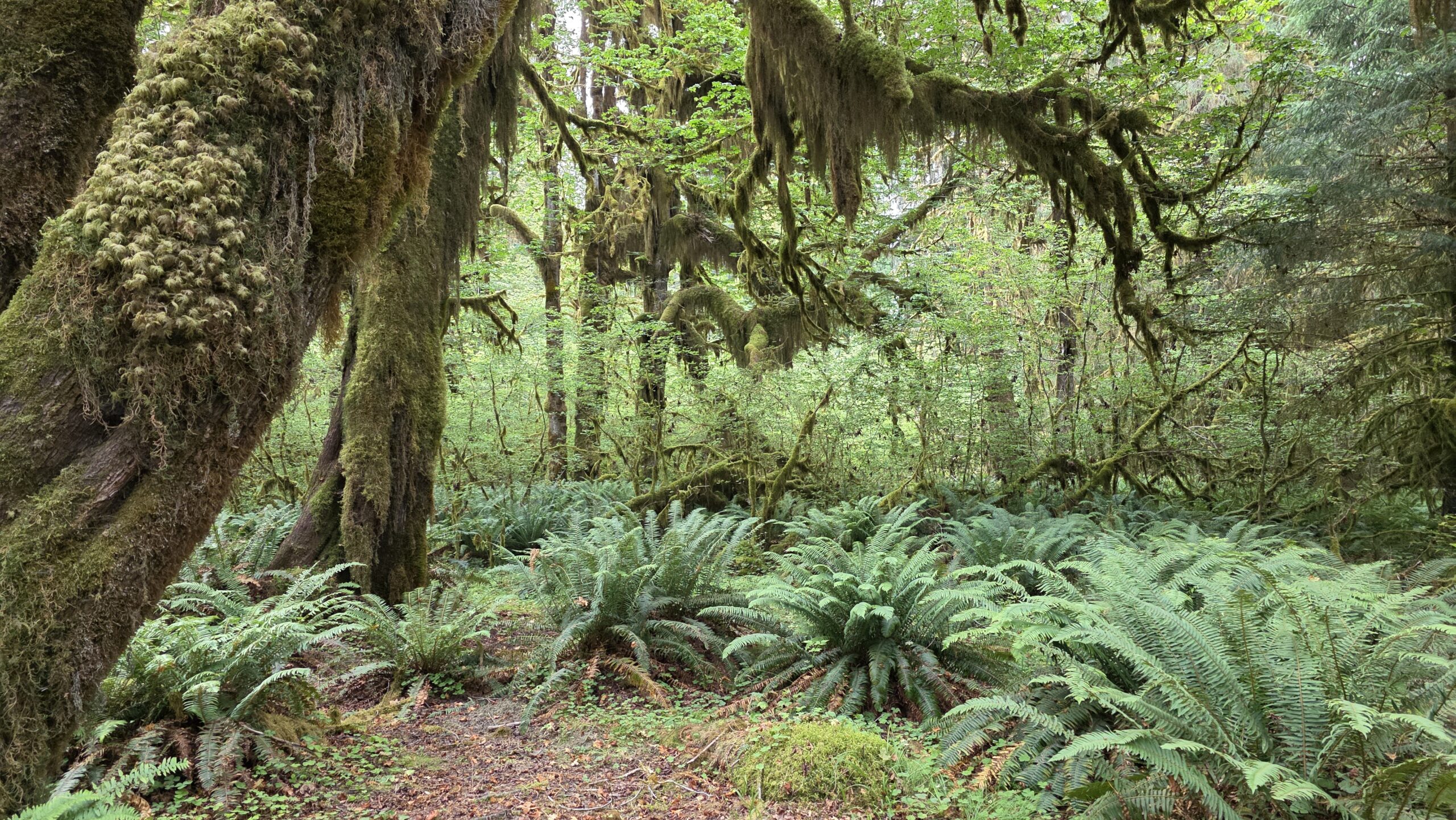Olympic National Park – magia natury, która zachwyca na każdym kroku