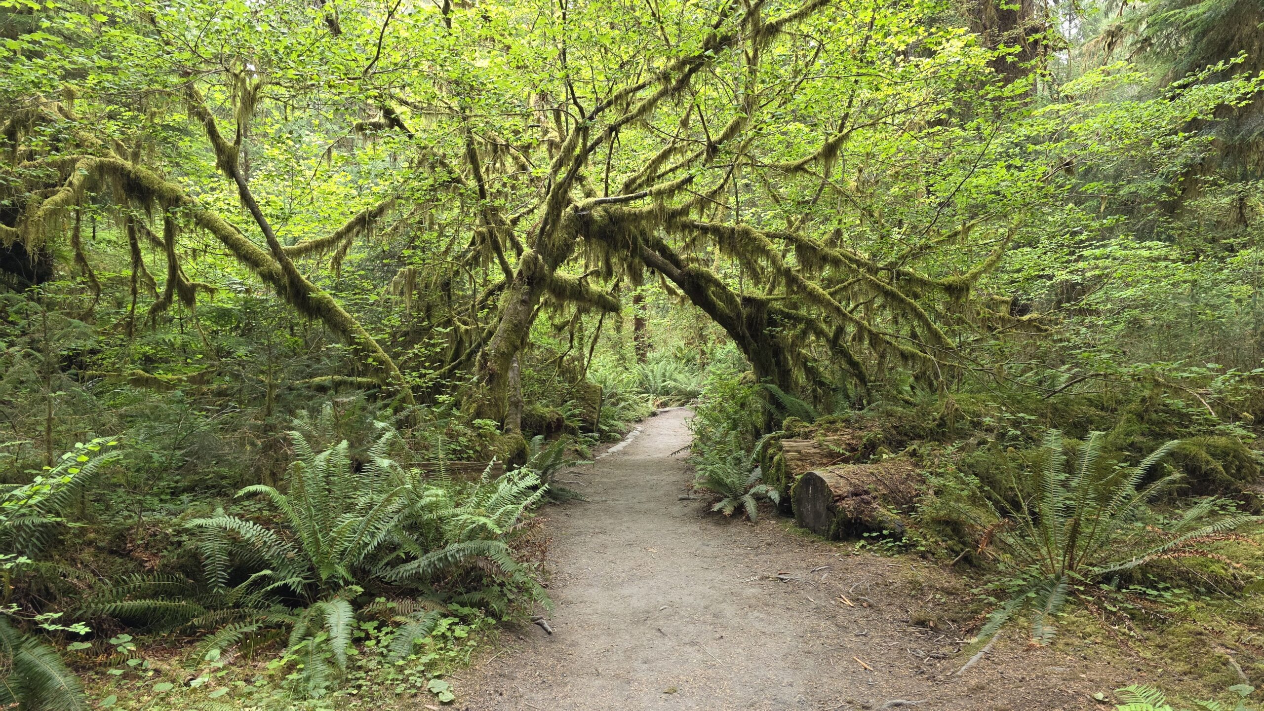 Gęsty, zielony las deszczowy Hoh Rain Forest w Olympic National Park – pokryte mchem drzewa i magiczna, wilgotna atmosfera